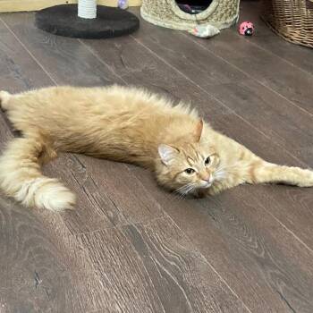 Aramis -  Domestic Long Hair Cat for Adoption in Fairfax Station, Virginia - Aramis | PetCurious