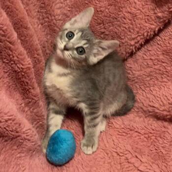 Tabby Cats Available for Adoption in Columbia, South Carolina - Louise | PetCurious