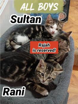 Rani (B) -  Domestic Short Hair Cat Available for Adoption in Liberty, New York - Rani (B) | PetCurious