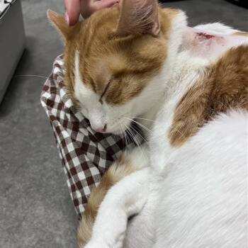 Arizona -  Domestic Short Hair Cat for Adoption in Bentonville, Arkansas - Arizona | PetCurious