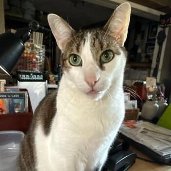 Kane -  Domestic Short Hair Cat for Adoption in West Palm Beach, Florida - Kane | PetCurious