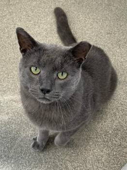 Wombat -  Domestic Short Hair Cat for Adoption in Roanoke, Virginia - Wombat | PetCurious