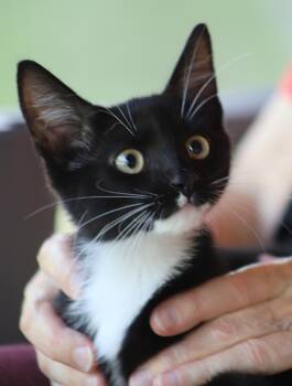 Roland -  Domestic Short Hair Cat for Adoption in North Fort Myers, Florida - Roland | PetCurious