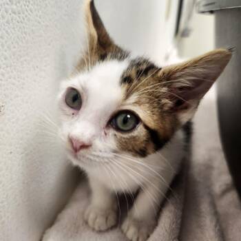 Ms Piggy -  Domestic Short Hair Cat for Adoption in Oshkosh, Wisconsin - Ms Piggy | PetCurious