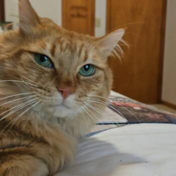 Mijo -  Domestic Long Hair Cat for Adoption in Brevard, North Carolina - Mijo | PetCurious