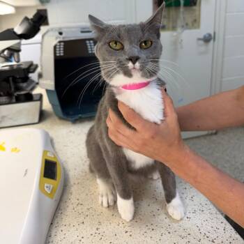 Domestic Short Hair Cats Available for Adoption in Auburn, Alabama - Waverly | PetCurious
