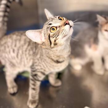 Rory -  Domestic Short Hair Cat for Adoption in Spokane, Washington - Rory | PetCurious