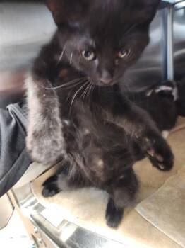 Domestic Short Hair Cats Available for Adoption in Sacramento, California - TREVOR | PetCurious