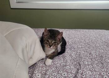 Cyrus -  Domestic Short Hair Cat for Adoption in Mokena, Illinois - Cyrus | PetCurious