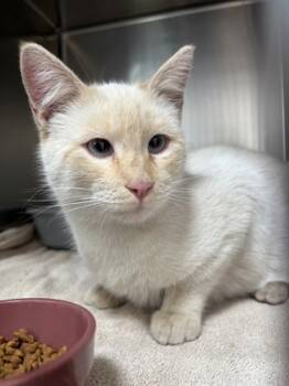 Rescue Siamese and Domestic Short Hair Cats for Adoption in Lebec, California - Ronnie | PetCurious
