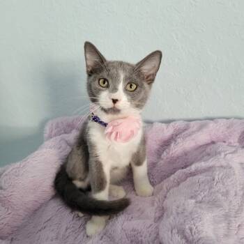 Rescue Domestic Short Hair Cats for Adoption in Lutz, Florida - Matcha | PetCurious