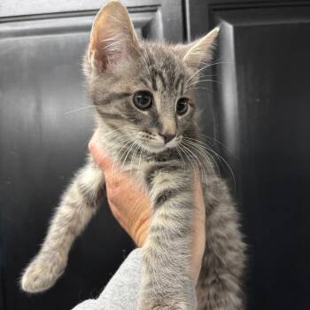 Ho Ho -  Domestic Medium Hair Cat for Adoption in Granville, Ohio - Ho Ho | PetCurious