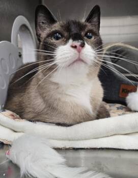 Pacino -  Domestic Short Hair and Snowshoe Cat for Adoption in Webster, Massachusetts - Pacino | PetCurious