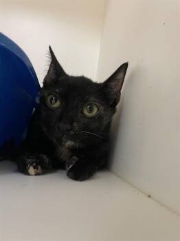 VERONICAT -  Domestic Short Hair Cat for Adoption in Sugar Land, Texas - VERONICAT | PetCurious