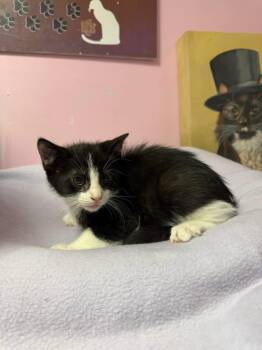 Pralines and Cream -  Domestic Short Hair Cat for Adoption in Freeport, New York - Pralines And Cream | PetCurious