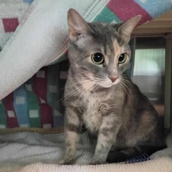 Quiche -  Domestic Short Hair Cat for Adoption in Hyde Park, New York - Quiche | PetCurious