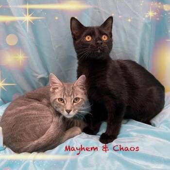Domestic Short Hair Cats Available for Adoption - Mayhem & Chaos | PetCurious