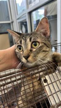 Domestic Short Hair Cats Available for Adoption in San Antonio, Texas - IRIS | PetCurious