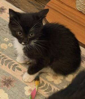 THELMA -  Domestic Short Hair Cat for Adoption in Kent, Washington - THELMA | PetCurious
