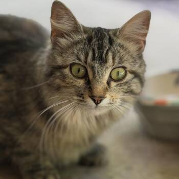 Pippi -  Domestic Medium Hair Cat for Adoption in Bloomington, Illinois - Pippi | PetCurious