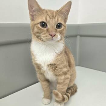 Domestic Short Hair Cats Available for Adoption - Nacho Libre | PetCurious