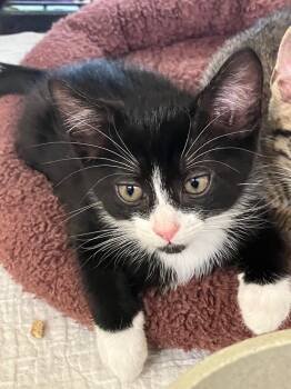 Domestic Short Hair Cats Available for Adoption in Lunenburg, Massachusetts - Liam | PetCurious