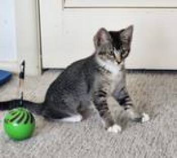 Rescue Domestic Short Hair Cats for Adoption in Leander, Texas - Misty | PetCurious
