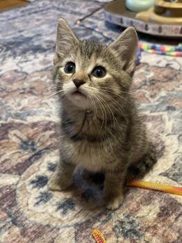 Domestic Short Hair Cats Available for Adoption in Warren, New Jersey - Shimmer | PetCurious