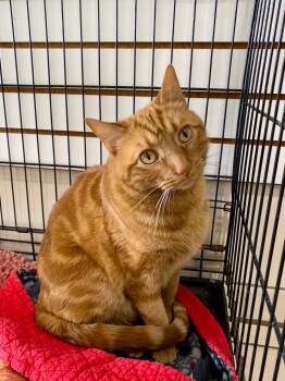 Rescue Domestic Short Hair Cats for Adoption in Steger, Illinois - Cider | PetCurious