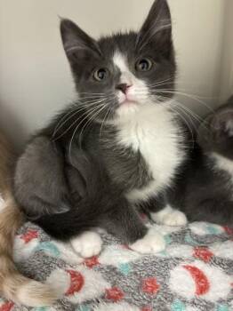 Babytugs -  Domestic Medium Hair Cat for Adoption in Salt Lake City, Utah - Babytugs | PetCurious