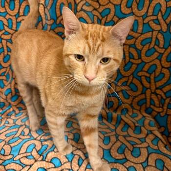 Boots -  Domestic Short Hair Cat for Adoption in Newberg, Oregon - Boots | PetCurious