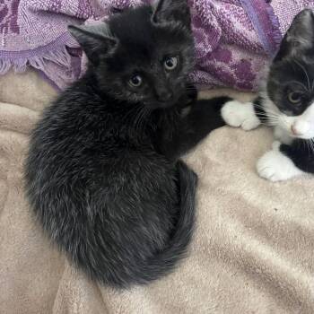 Boo -  Domestic Short Hair Cat for Adoption in Hanson, Massachusetts - Boo | PetCurious