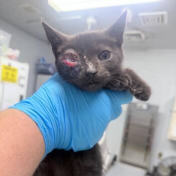 Will -  Domestic Medium Hair Cat for Adoption in Summerville, South Carolina - Will | PetCurious