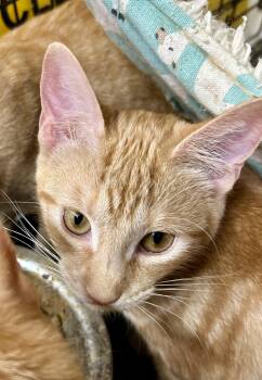 Furbe -  Tabby and Domestic Short Hair Cat for Adoption in New Orleans, Louisiana - Furbe | PetCurious