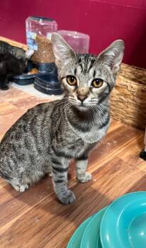Gritz -  Domestic Short Hair Cat for Adoption in Gorham, Maine - Gritz | PetCurious