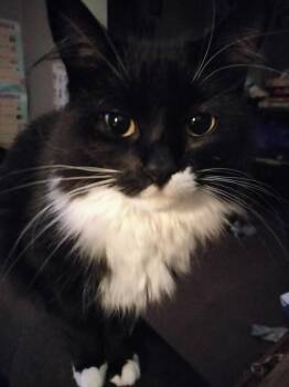 Domestic Medium Hair Cats Available for Adoption - Miss Cat | PetCurious