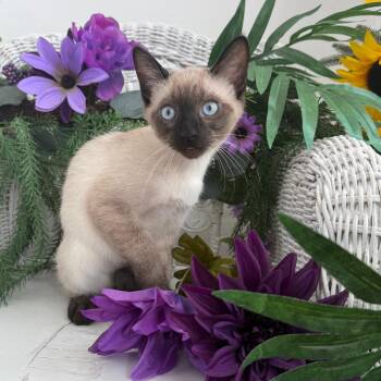 Mr Olson Nelly 56450 -  Siamese and Domestic Short Hair Cat for Adoption in Eaton Rapids, Michigan - Mr Olson Nelly 56450 | PetCurious