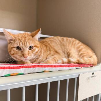 Daffy -  Domestic Short Hair Cat for Adoption in Great Falls, Montana - Daffy | PetCurious