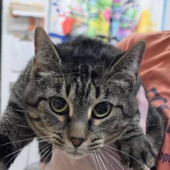 Love -  Domestic Short Hair Cat for Adoption in Ardmore, Oklahoma - Love | PetCurious