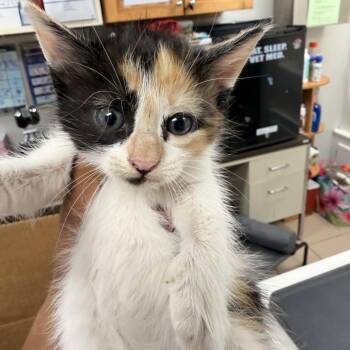 BumbleBee -  Domestic Short Hair Cat for Adoption in Starkville, Mississippi - BumbleBee | PetCurious