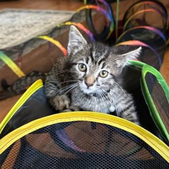 Domestic Short Hair Cats Available for Adoption in Westminster, California - Johnny Carson | PetCurious