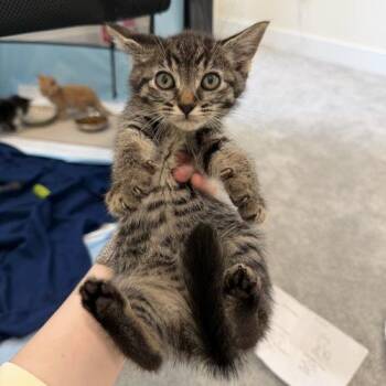 Mr. Potato Head -  Domestic Medium Hair Cat for Adoption in Fishers, Indiana - Mr. Potato Head | PetCurious