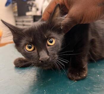 Olly -  Domestic Medium Hair Cat for Adoption in Mobile, Alabama - Olly | PetCurious