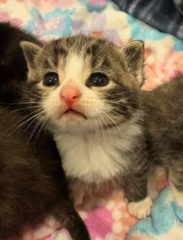 Bud -  American Shorthair Cat for Adoption in Syracuse, New York - Bud | PetCurious