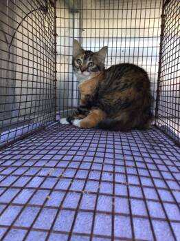 Slasher -  Domestic Short Hair Cat for Adoption in New Braunfels, Texas - Slasher | PetCurious