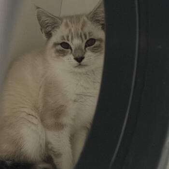 Doodle Bob -  Siamese Cat for Adoption in Peconic, New York - Doodle Bob | PetCurious