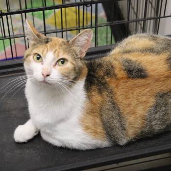 Lereesa -  Domestic Short Hair Cat for Adoption in Cleveland, Mississippi - Lereesa | PetCurious