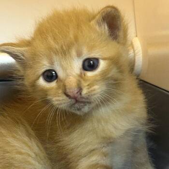 Dorito F-21627 -  Domestic Medium Hair Cat for Adoption in Oklahoma City, Oklahoma - Dorito F-21627 | PetCurious