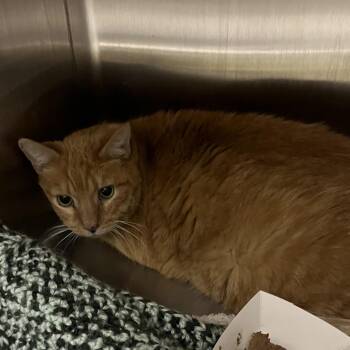 Orangie -  Domestic Short Hair Cat for Adoption in Oak Park, Illinois - Orangie | PetCurious