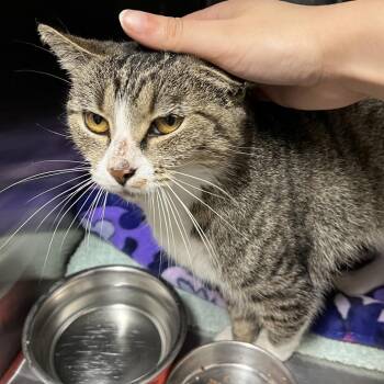 Mackenzi -  Domestic Short Hair Cat for Adoption in York, Pennsylvania - Mackenzi | PetCurious
